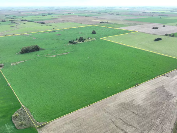 80 hs Campo Premium agropecuario – Chacabuco
